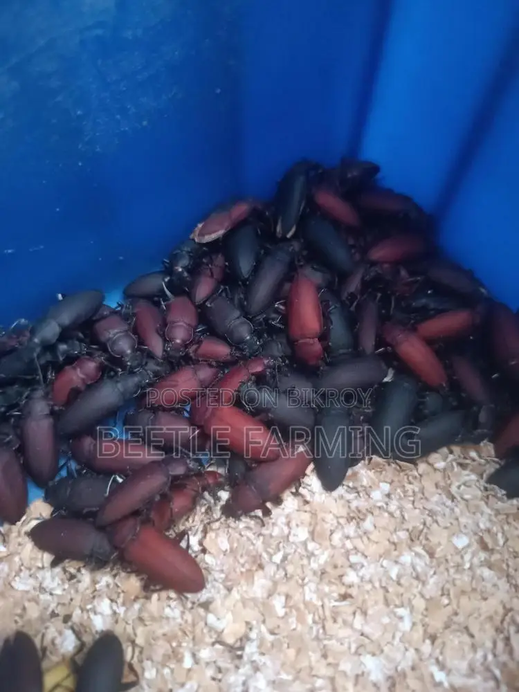 বিটল মাদার পোকা Beetle Superworm Mother