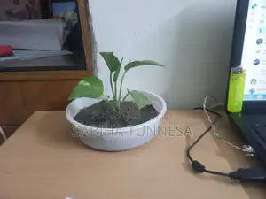 সাদা প্লাস্টিক পটে ইনডোর মানি প্ল্যান্ট বিক্রয়
