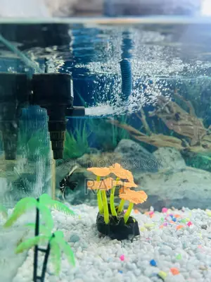 Fish Tank Aquarium 3.5 Feet