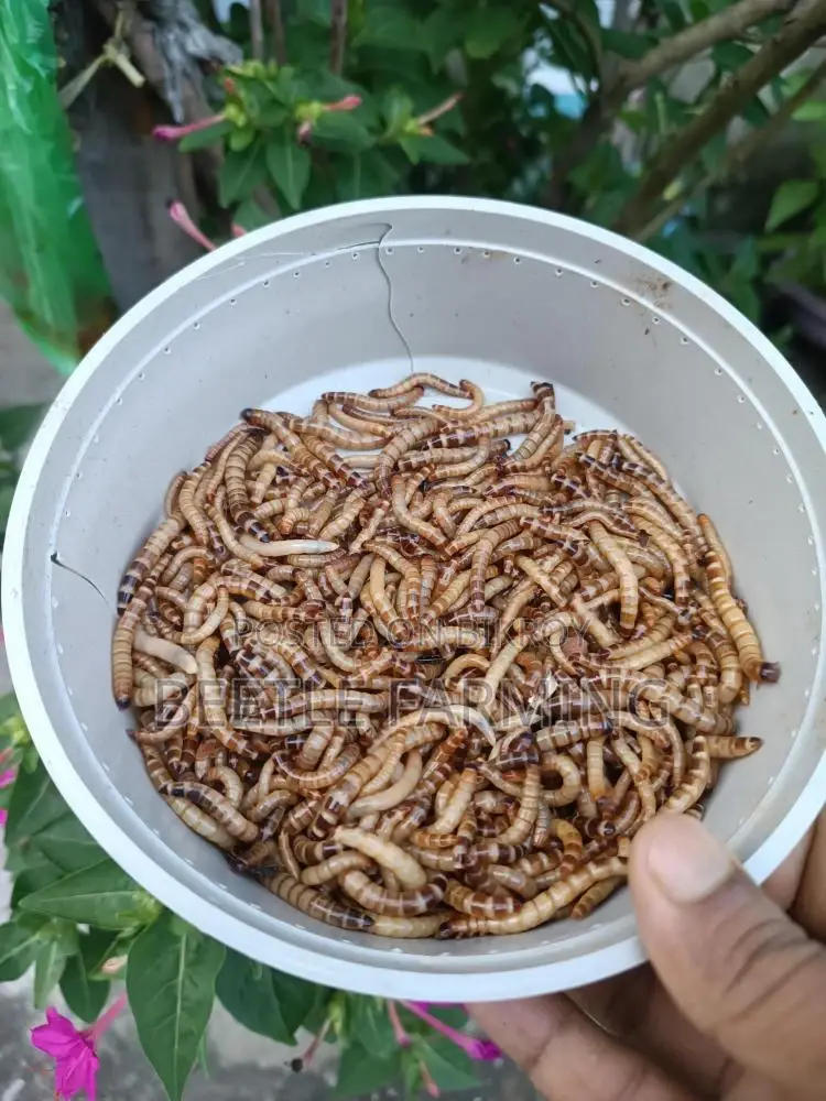 Beetle Superworm Mealworm Bitol Poka
