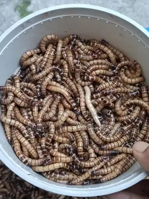 Beetle Superworm Mealworm Bitol Poka