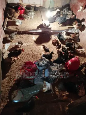 দেশি মুরগীর বাচ্চা বিক্রি
