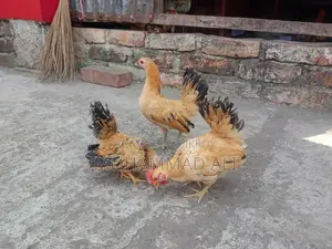 মালেশিয়ান সেরমা