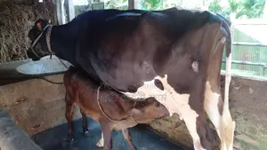 914 No. 14-liter milk cow for sale.