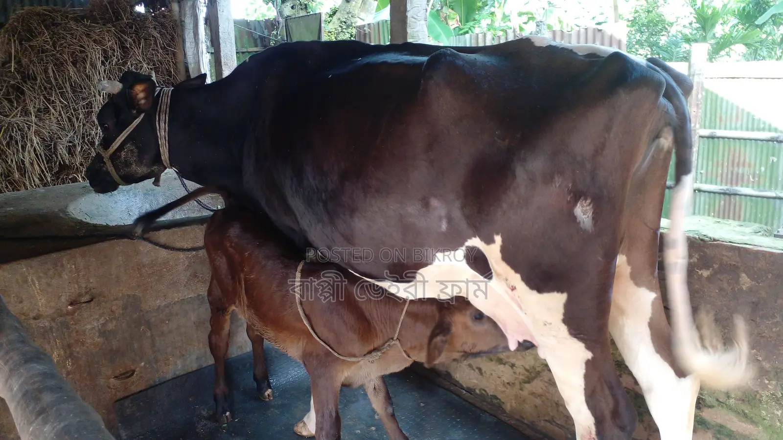 ৯১৪নং ১৪ লিটার দুধের গাভী বিক্রি ।