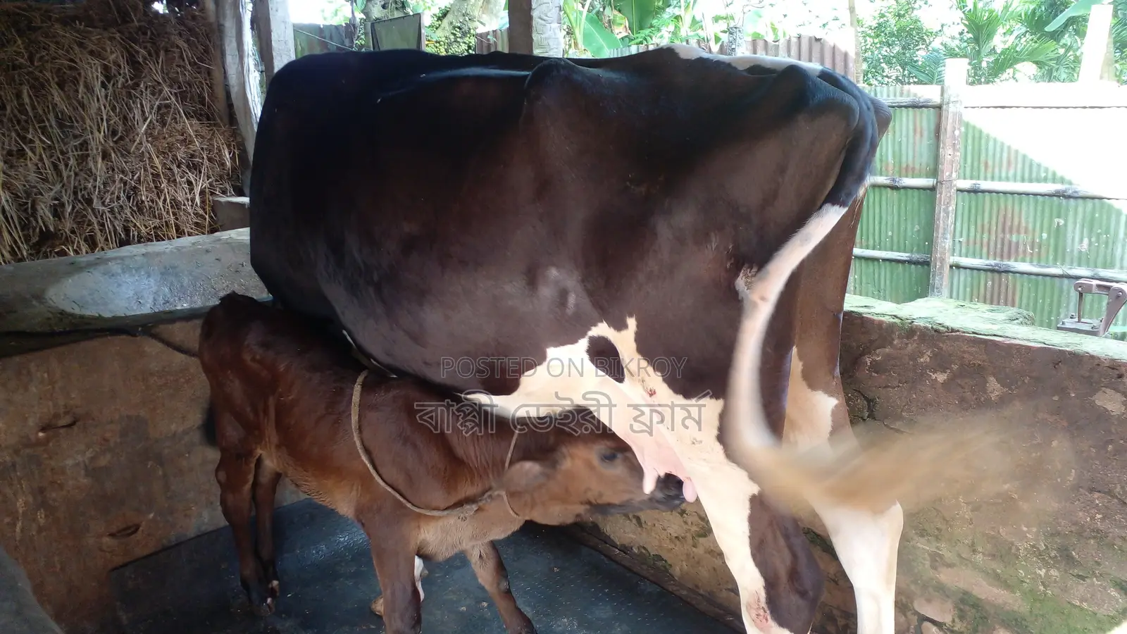 ৯১৪নং ১৪ লিটার দুধের গাভী বিক্রি ।