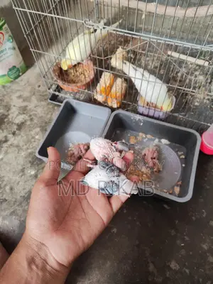 ককাটেল পাখি বেবি সেল