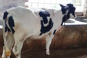 বকনা বিক্রয় হবে ।(১০৩৬নং)