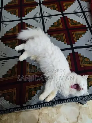Female Persian Adult Cat. 1.5 Years.