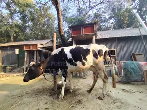 ভালো গরু৷ ১লাখ ৯০ হাজার