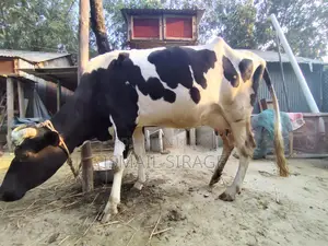 ভালো গরু৷ ১লাখ ৯০ হাজার