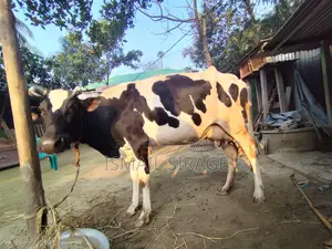 ভালো গরু৷ ১লাখ ৯০ হাজার