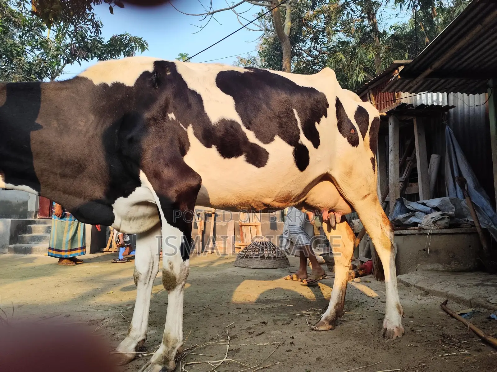 ভালো গরু৷ ১লাখ ৯০ হাজার