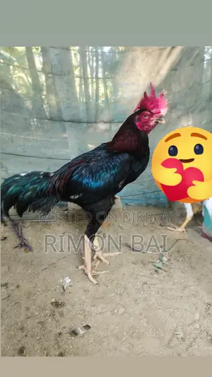 বেংগাম আছিল মুরগা