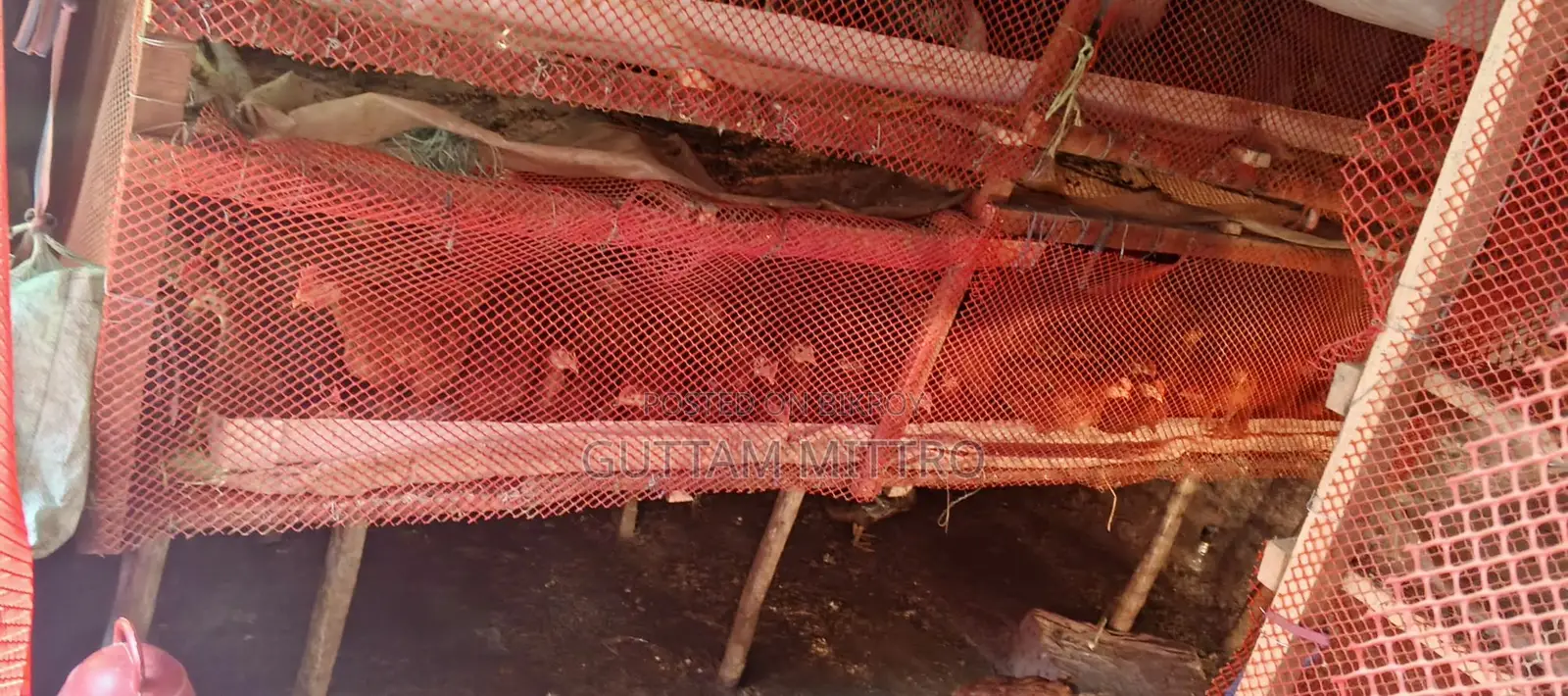 মুরগি খাচা