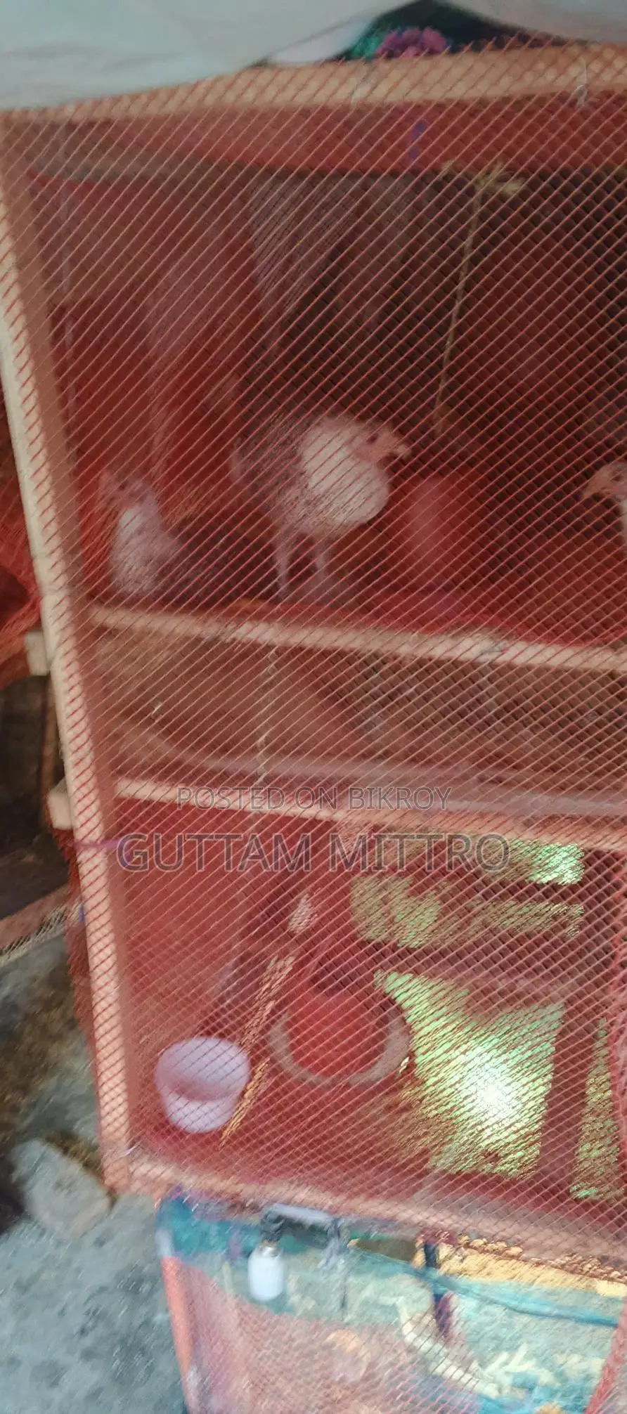 মুরগি খাচা