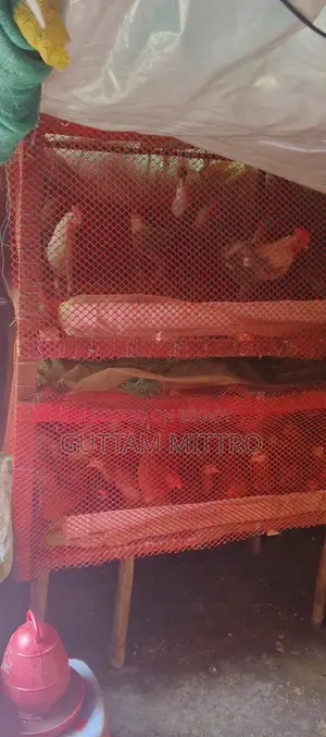 মুরগি খাচা