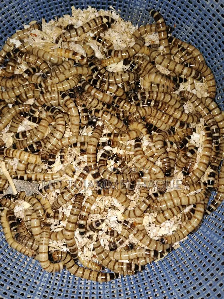 বিটল পোকা বিক্রি