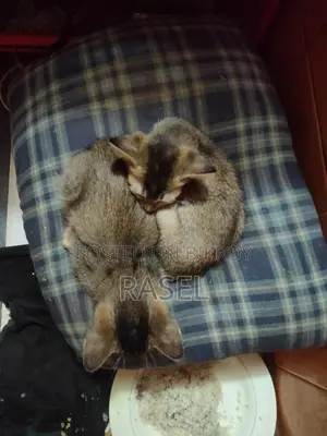 Cat Adoption