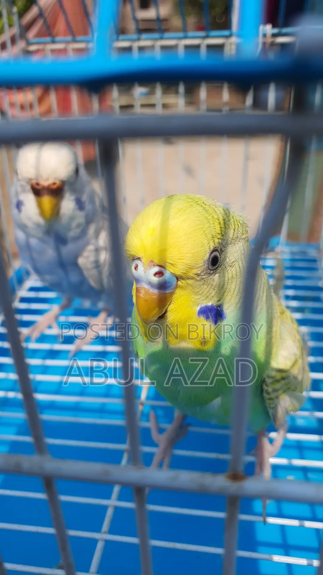 Healthy and Active Lovebirds and Running Budgies with Chicks for Sale