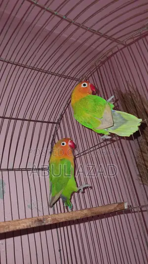 Healthy and Active Lovebirds and Running Budgies with Chicks for Sale