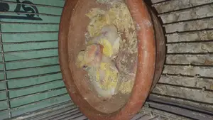 Healthy and Active Lovebirds and Running Budgies with Chicks for Sale