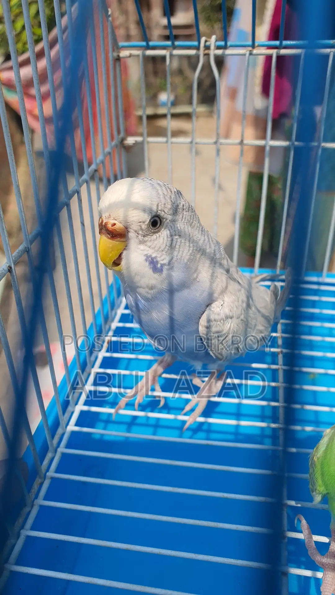 Healthy and Active Lovebirds and Running Budgies with Chicks for Sale