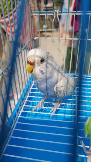 Healthy and Active Lovebirds and Running Budgies with Chicks for Sale