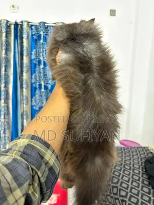 Traditional Persian Semi Punch Smoky Black