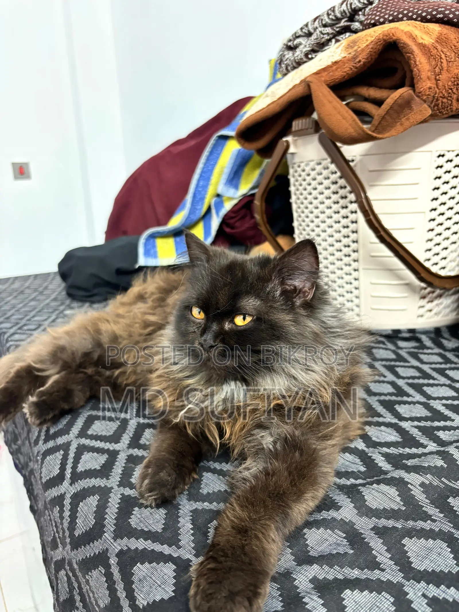 Traditional Persian Semi Punch Smoky Black
