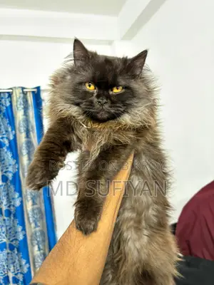 Traditional Persian Semi Punch Smoky Black