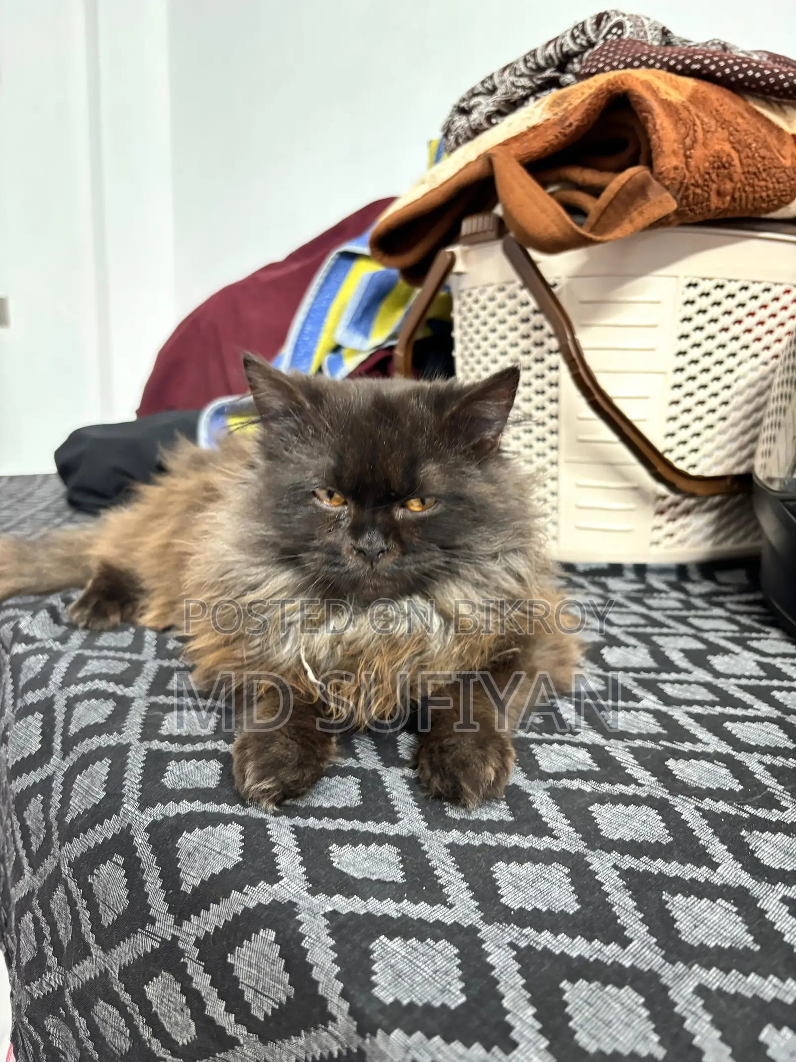 Traditional Persian Semi Punch Smoky Black