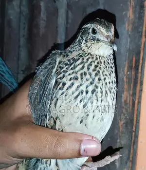 ডিম পাড়ার কোয়েল