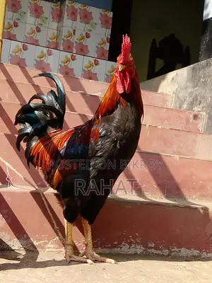 দেশি ফাইটার