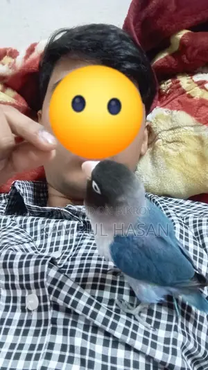 Love bird