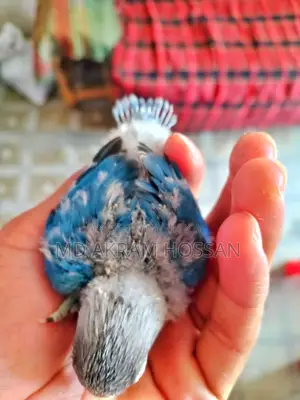 Tame Lovebird Babies