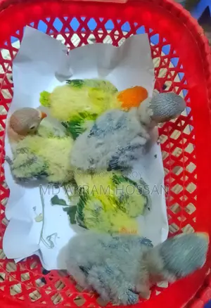 Tame Lovebird Babies