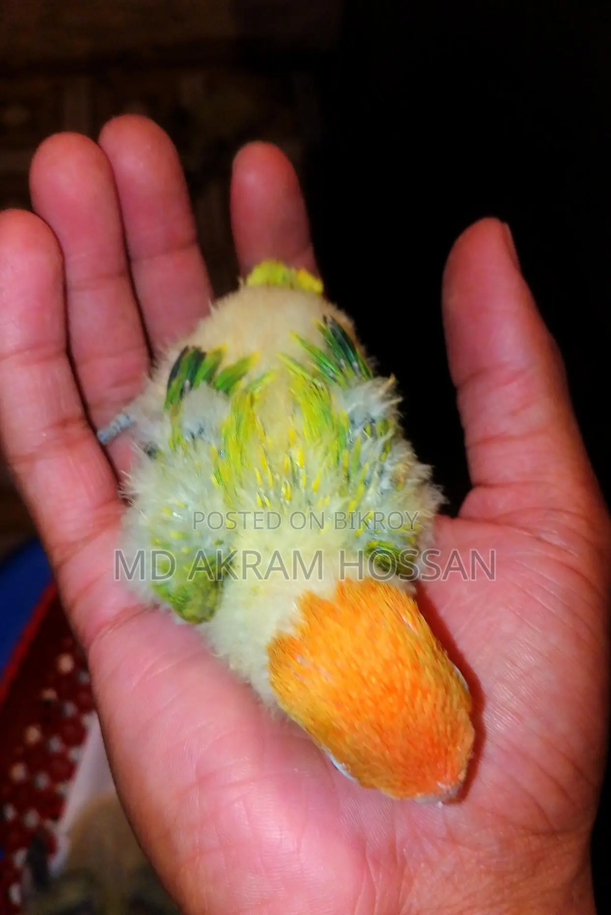 Tame Lovebird Babies
