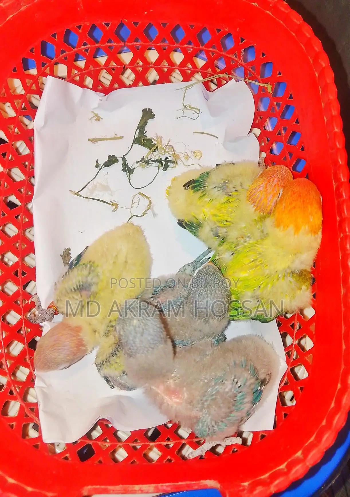 Tame Lovebird Babies