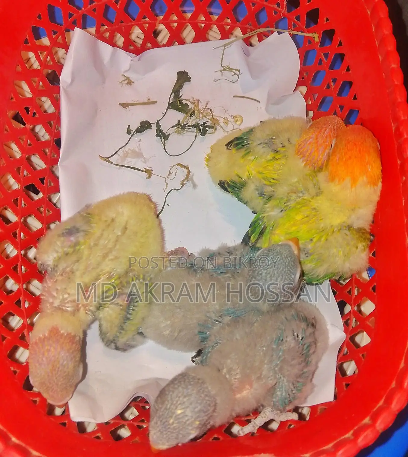 Tame Lovebird Babies