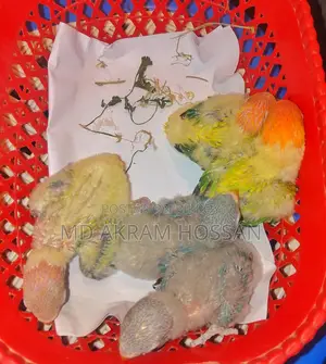 Tame Lovebird Babies