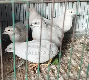 কিং কোয়েল রানিং জোড়া