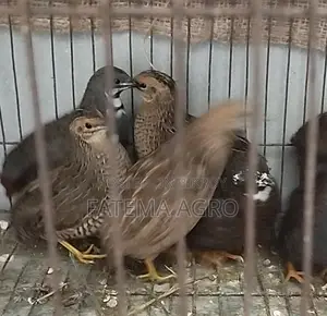 কিং কোয়েল রানিং জোড়া