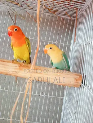 লাভ বার্ড