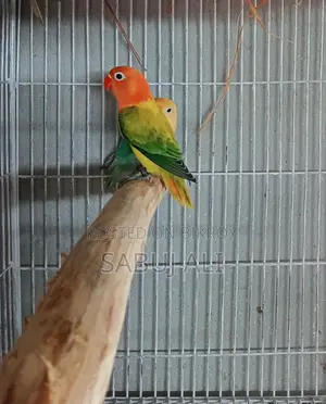 লাভ বার্ড