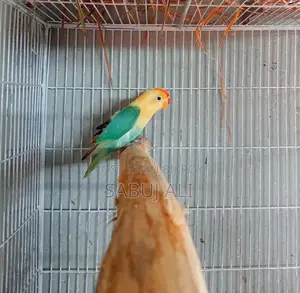 লাভ বার্ড