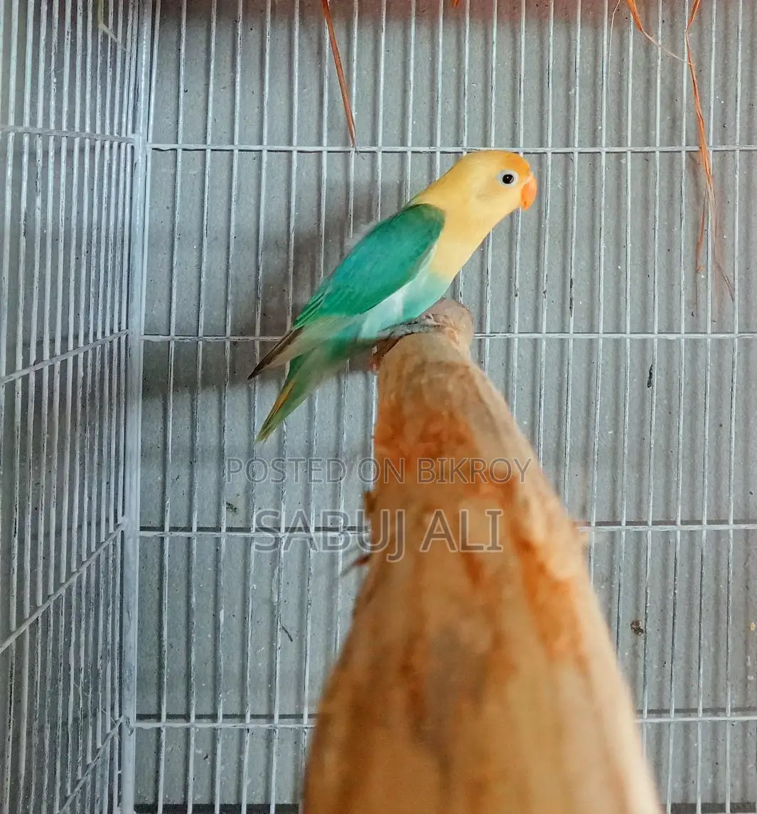 লাভ বার্ড