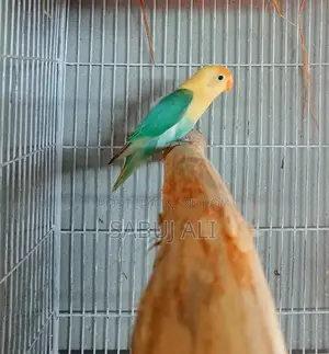 লাভ বার্ড