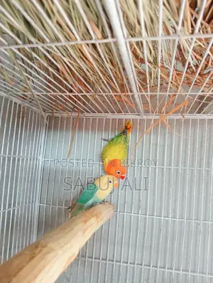 লাভ বার্ড