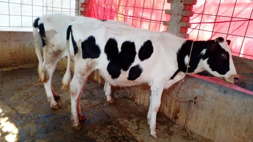 ২টি বকনা গরুর বাছুর কিনুন ভালো জাতের।(১০৭৭নং)